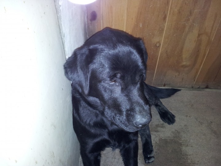 найден щенок лабрадор, девочка