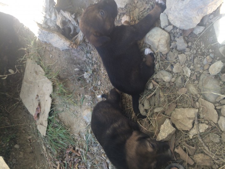 4 щенка, сучки. В добрые руки