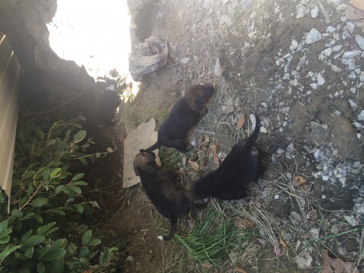 4 щенка, сучки. В добрые руки