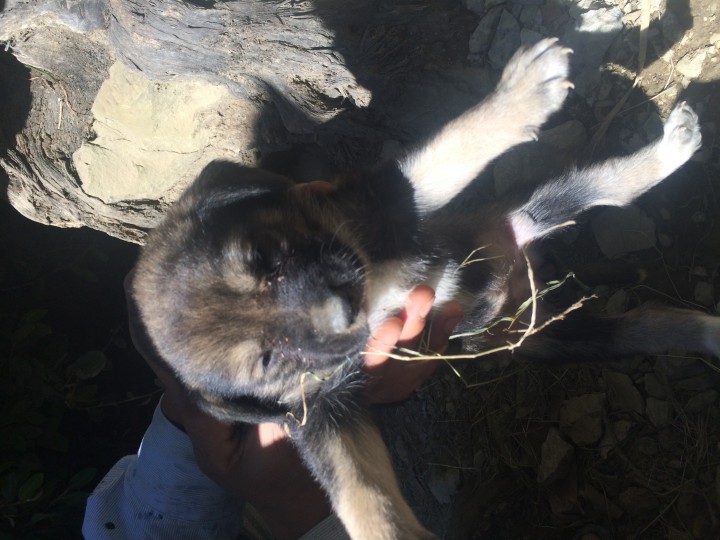 4 щенка, сучки. В добрые руки