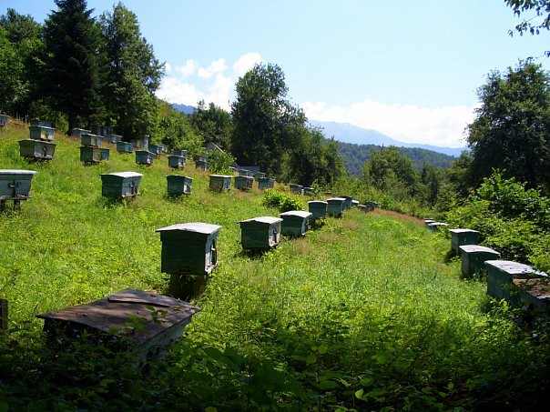 Продажа Мёда.( с.Аибга-  Пчеловод)