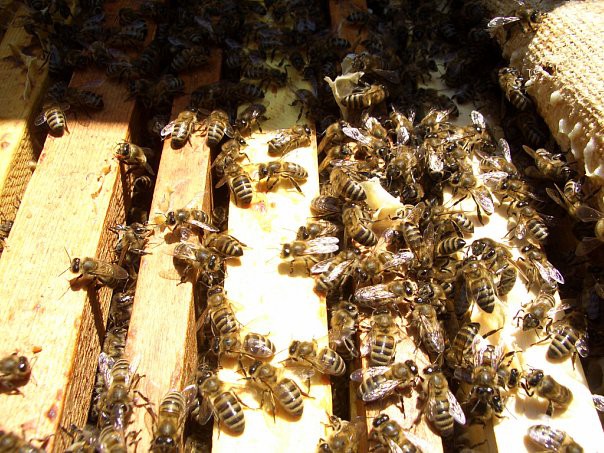 Продажа Мёда.( с.Аибга-  Пчеловод)