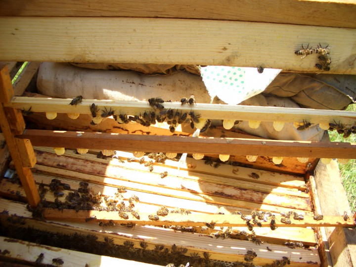 Продажа Мёда.( с.Аибга-  Пчеловод)