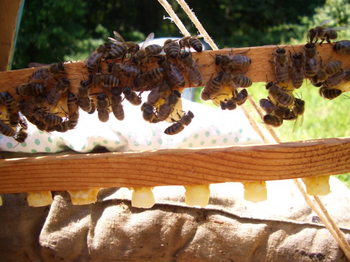 Продажа Мёда.( с.Аибга-  Пчеловод)