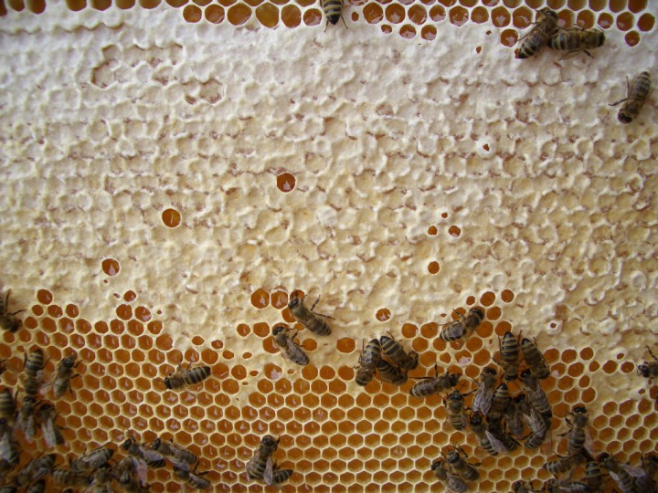 Продажа Мёда.( с.Аибга-  Пчеловод)