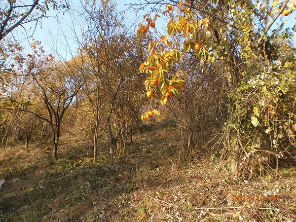 Продаю 17 соток в Центральном районе