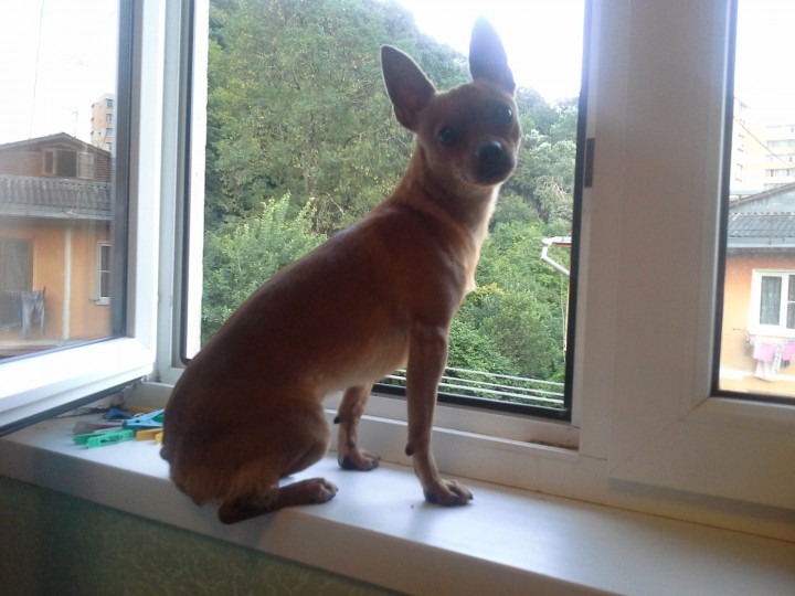 Той-терьер Рикки ищет невесту