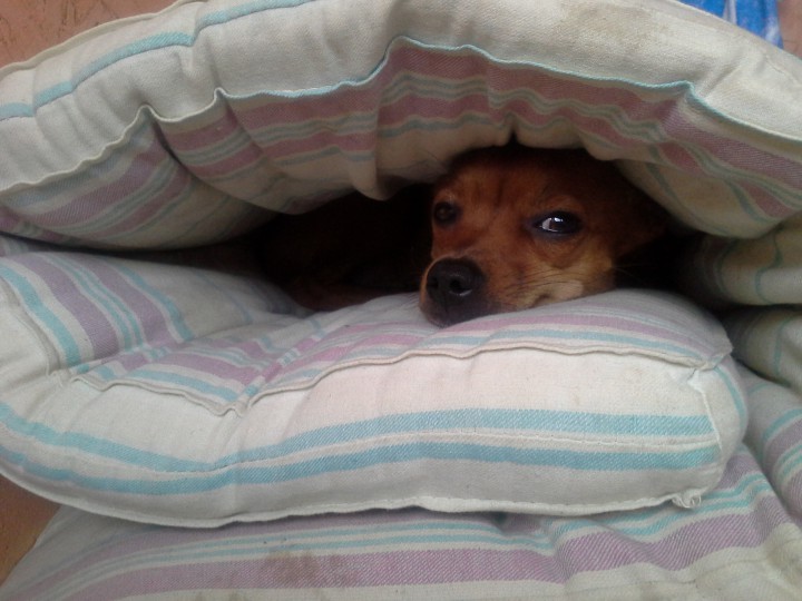 Той-терьер Рикки ищет невесту